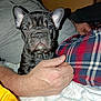 french_bulldog, puppy, dog, pet, animal, person, hand, blanket, pajamas, plaid, indoor, cozy, resting, sleepy, closeup, cute, companion, warm, comfort, nap