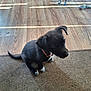 puppy, dog, black_dog, white_paws, pink_collar, carpet, wood_floor, toy, rope_toy, indoor, sunlight, pet, animal, curious, sitting, two_dogs, floor, domestic, young_dog, house