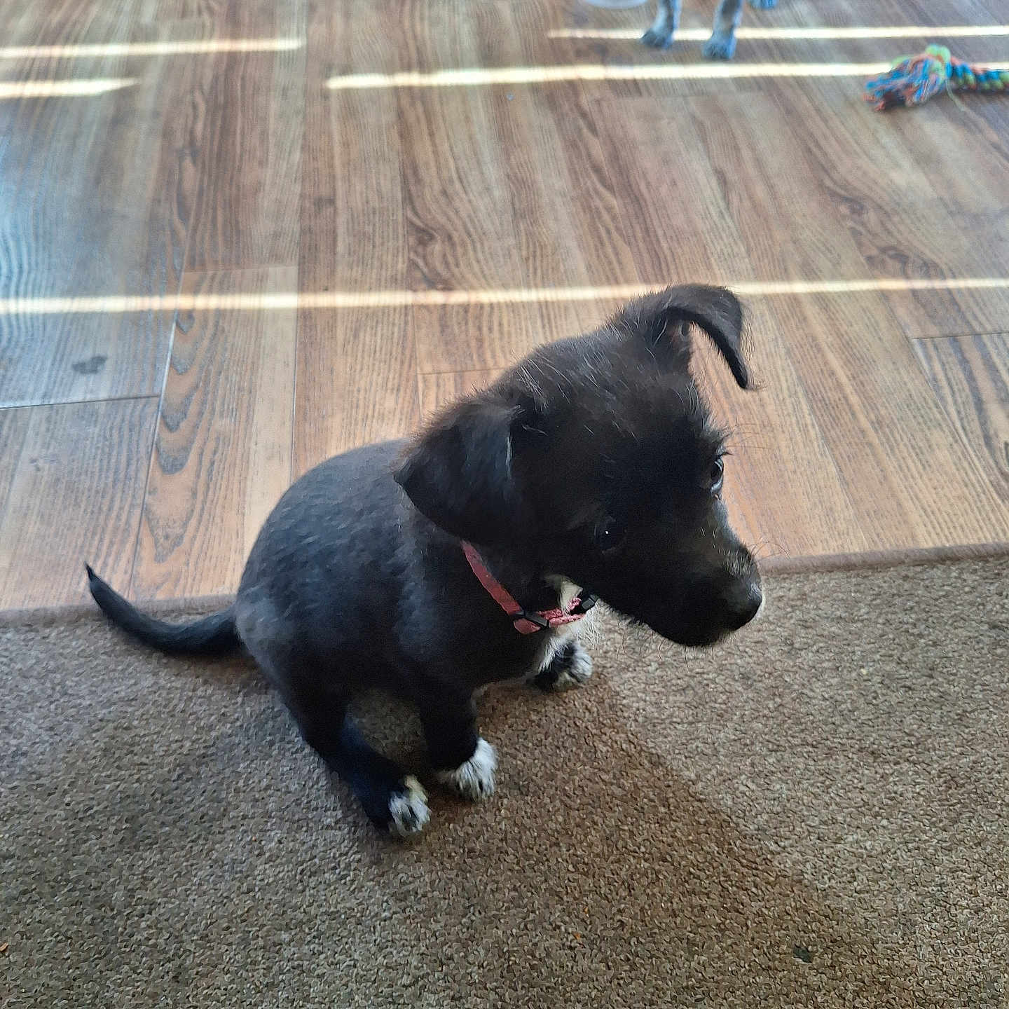 Daisy is registered to the contest to win money with this photo: animal, black_dog, carpet, curious, dog, domestic, floor, house, indoor, pet, pink_collar, puppy, rope_toy, sitting, sunlight, toy, two_dogs, white_paws, wood_floor, young_dog
