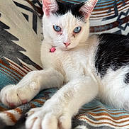 Sky is registered to the contest to win money with this photo: animal, black_fur, blue_eyes, cat, close_up, collar, cozy, cute, domestic_animal, feline, indoor, patterned_blanket, paws, pet, pink_nose, relaxed, resting, soft_fur, whiskers, white_fur