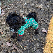 Prince joined the competition — help win amazing prizes! animal, black_dog, canine, curly_fur, cute, dog, earthy, festive_sweater, fur, green_sweater, holiday_theme, leafy_ground, looking_up, nature, outdoor, pet, playful, santa_pattern, small_dog, winter_clothing