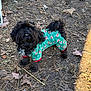 animal, black_dog, canine, curly_fur, cute, dog, earthy, festive_sweater, fur, green_sweater, holiday_theme, leafy_ground, looking_up, nature, outdoor, pet, playful, santa_pattern, small_dog, winter_clothing