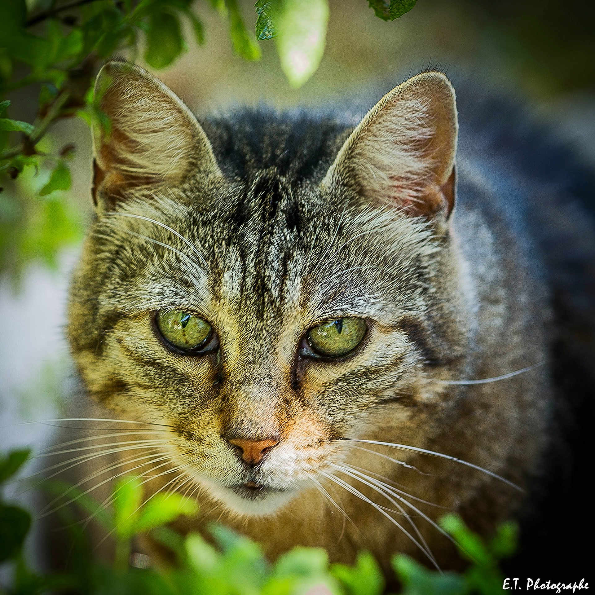 Moumou