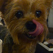 Mollie joined the competition — help win amazing prizes! dog, tongue, close_up, pet, cute, animal, indoor, fur, small_dog, face, playful, licking, ears, brown_fur, black_nose, whiskers, domestic_animal, companion, expression, mouth
