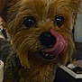 dog, tongue, close_up, pet, cute, animal, indoor, fur, small_dog, face, playful, licking, ears, brown_fur, black_nose, whiskers, domestic_animal, companion, expression, mouth
