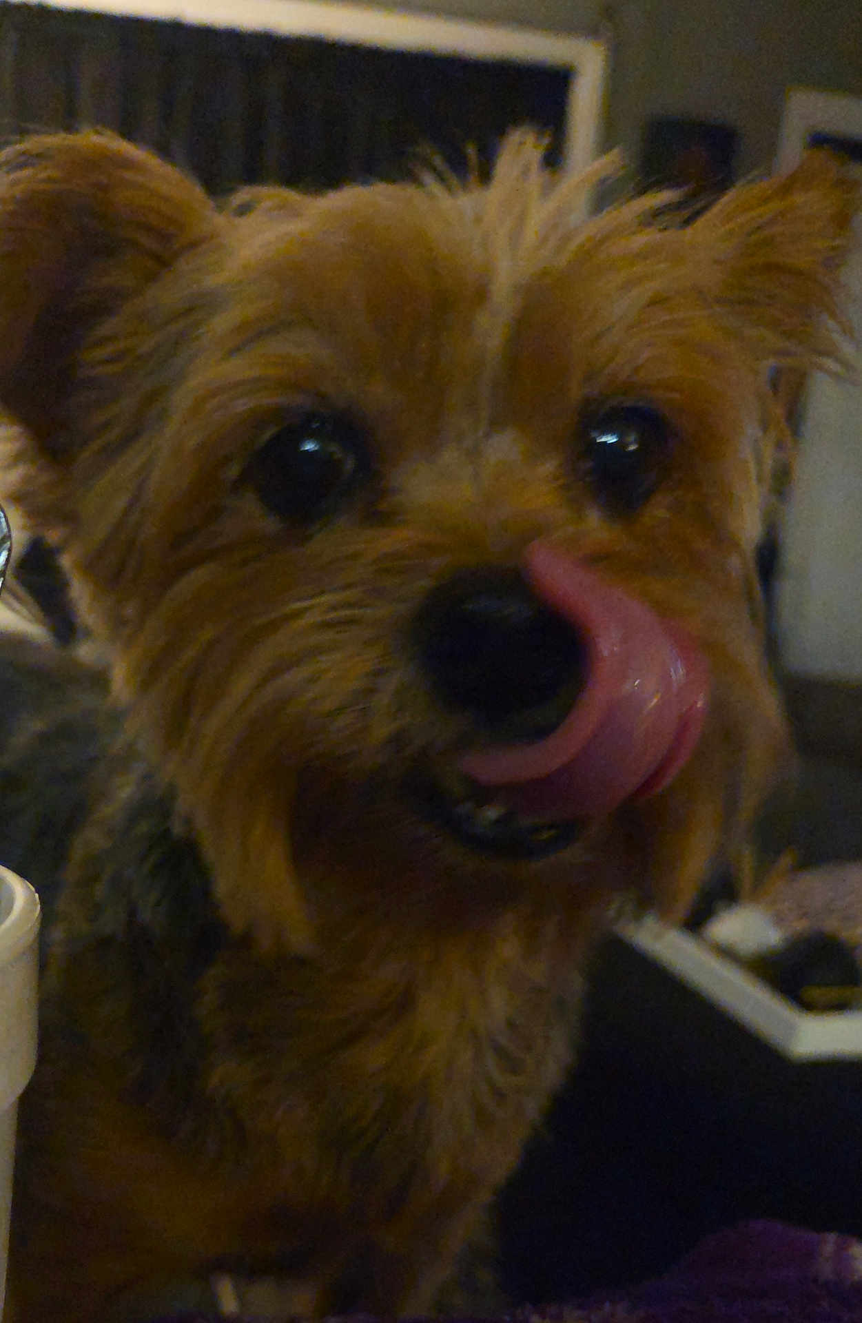 Mollie