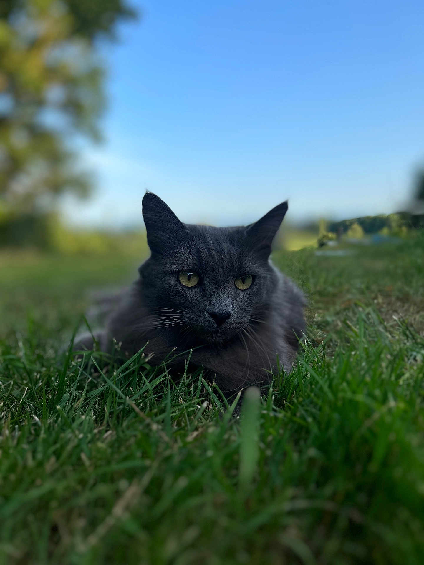 Gribouille participe au concours pour gagner de l'argent avec cette photo : cat, gray_cat, grass, outdoor, nature, animal, pet, feline, closeup, green, blue_sky, blurred_background, alert, wildlife, mammal, whiskers, ears, eyes, relaxed, laying_down
