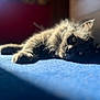 Gribouille a rejoint le concours — aidez-le/la à gagner de superbes lots ! cat, gray_cat, indoor, carpet, sunlight, relaxing, feline, pet, mammal, fur, whiskers, laying_down, close_up, domestic_animal, cozy, shadow, animal, sleepy, cute, home