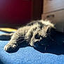 cat, gray_cat, feline, pet, animal, indoor, carpet, blue_carpet, sunlight, relaxed, laying_down, whiskers, ears, furry, domestic_animal, close_up, shadow, soft_light, home, cozy