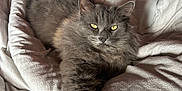 Gribouille a rejoint le concours — aidez-le/la à gagner de superbes lots ! cat, gray_cat, fluffy, pet, animal, indoor, blanket, bed, resting, paw, fur, yellow_eyes, cozy, relaxed, cute, mammal, whiskers, sleepy, feline, soft