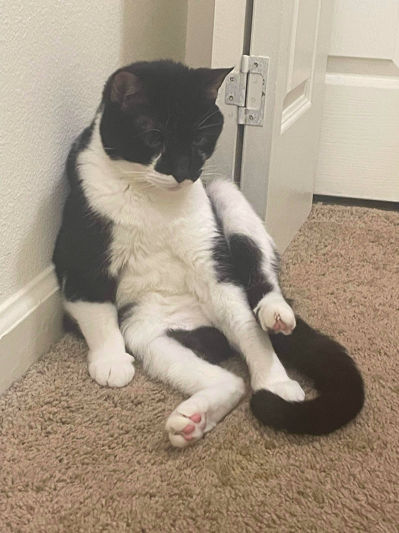 Alex joined the competition — help win amazing prizes! carnivore, cat, claw, comfort, dog_breed, domestic_short_haired_cat, door, felidae, flooring, foot, fur, human_leg, light_switch, paw, small_to_medium_sized_cats, snout, tail, terrestrial_animal, wall_plate, whiskers