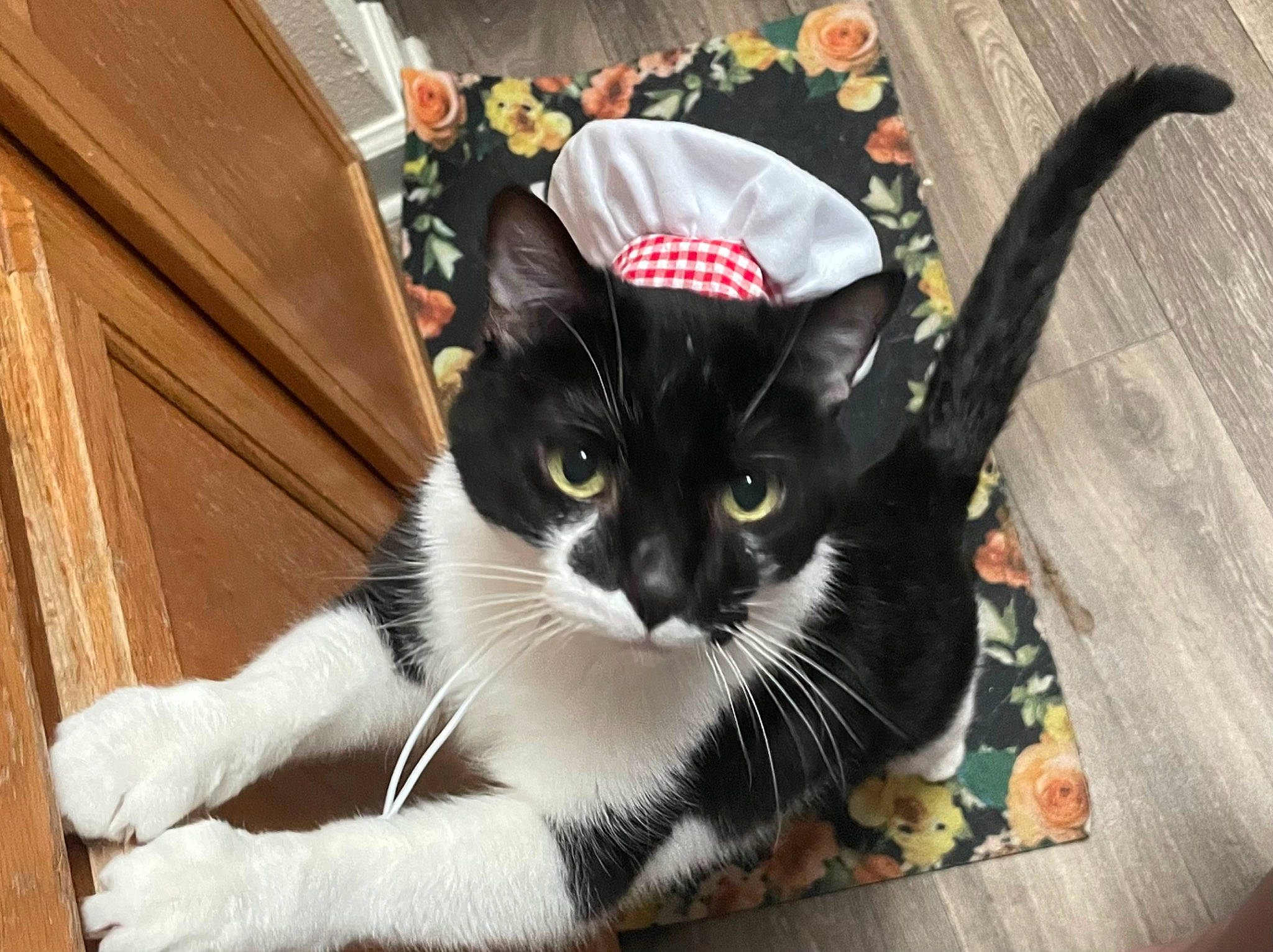Alex joined the competition — help win amazing prizes! bag, carnivore, cat, cat_supply, claw, comfort, domestic_short_haired_cat, felidae, foot, fur, hat, lap, luggage_and_bags, paw, personal_protective_equipment, small_to_medium_sized_cats, snout, tail, whiskers, wood