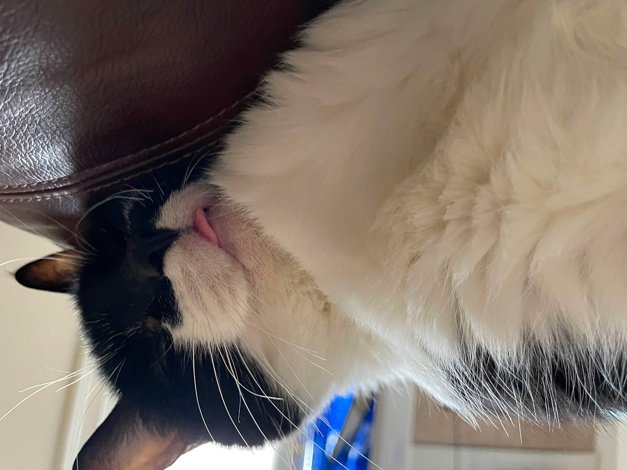 Alex joined the competition — help win amazing prizes! carnivore, cat, claw, close_up, comfort, domestic_short_haired_cat, felidae, foot, fur, human_leg, nap, paw, small_to_medium_sized_cats, snout, tail, whiskers