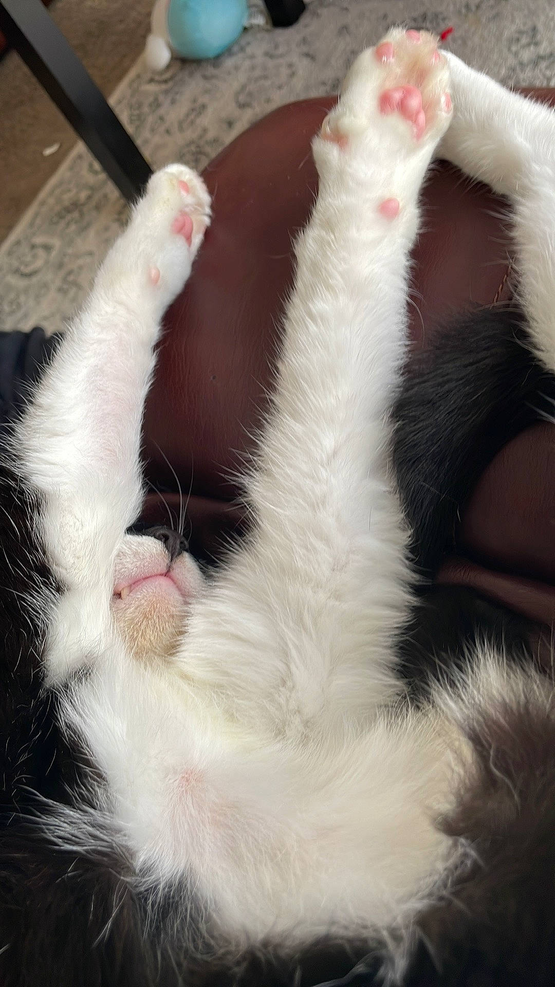 Alex joined the competition — help win amazing prizes! carnivore, cat, claw, comfort, ear, fang, felidae, foot, fur, gesture, human_leg, lap, nail, paw, small_to_medium_sized_cats, snout, tail, terrestrial_animal, toe, whiskers