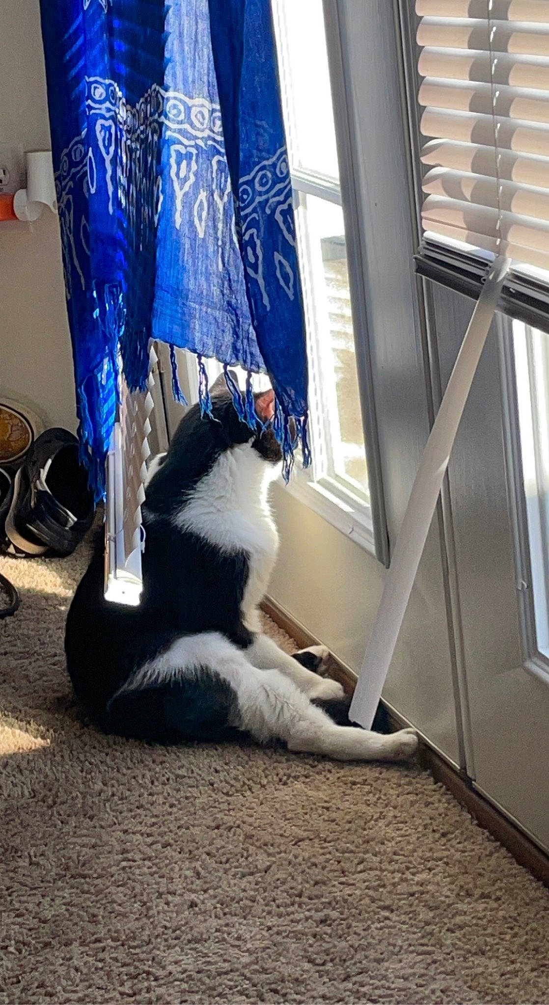 Alex joined the competition — help win amazing prizes! carnivore, cat, comfort, companion_dog, domestic_short_haired_cat, electric_blue, felidae, flooring, fur, hardwood, human_leg, linens, shade, small_to_medium_sized_cats, tail, textile, tints_and_shades, whiskers, window, wood