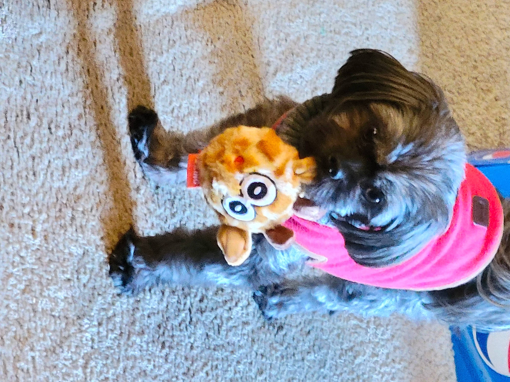 Tiny joined the competition — help win amazing prizes! carnivore, collar, companion_dog, dog, dog_breed, dog_clothes, dog_collar, dog_supply, doll, eyewear, fawn, leash, liver, pet_supply, snout, tail, toy, toy_dog, wood, working_animal
