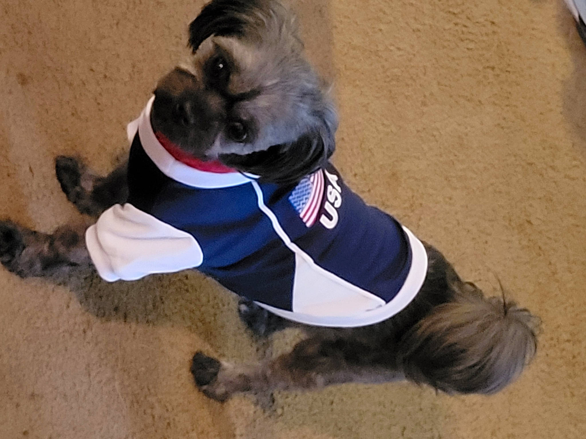 Tiny is registered to the contest to win money with this photo: canidae, carnivore, collar, companion_dog, dog, dog_breed, dog_clothes, dog_collar, dog_supply, electric_blue, fawn, fur, personal_protective_equipment, pet_supply, sleeve, snout, sporting_group, tail, toy_dog, working_animal