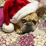 Nala joined the competition — help win amazing prizes! dog, french_bulldog, santa_hat, holiday, christmas, pet, animal, cute, lying_down, blanket, pattern, cozy, indoor, brown, white, red, fur, expression, portrait, close_up