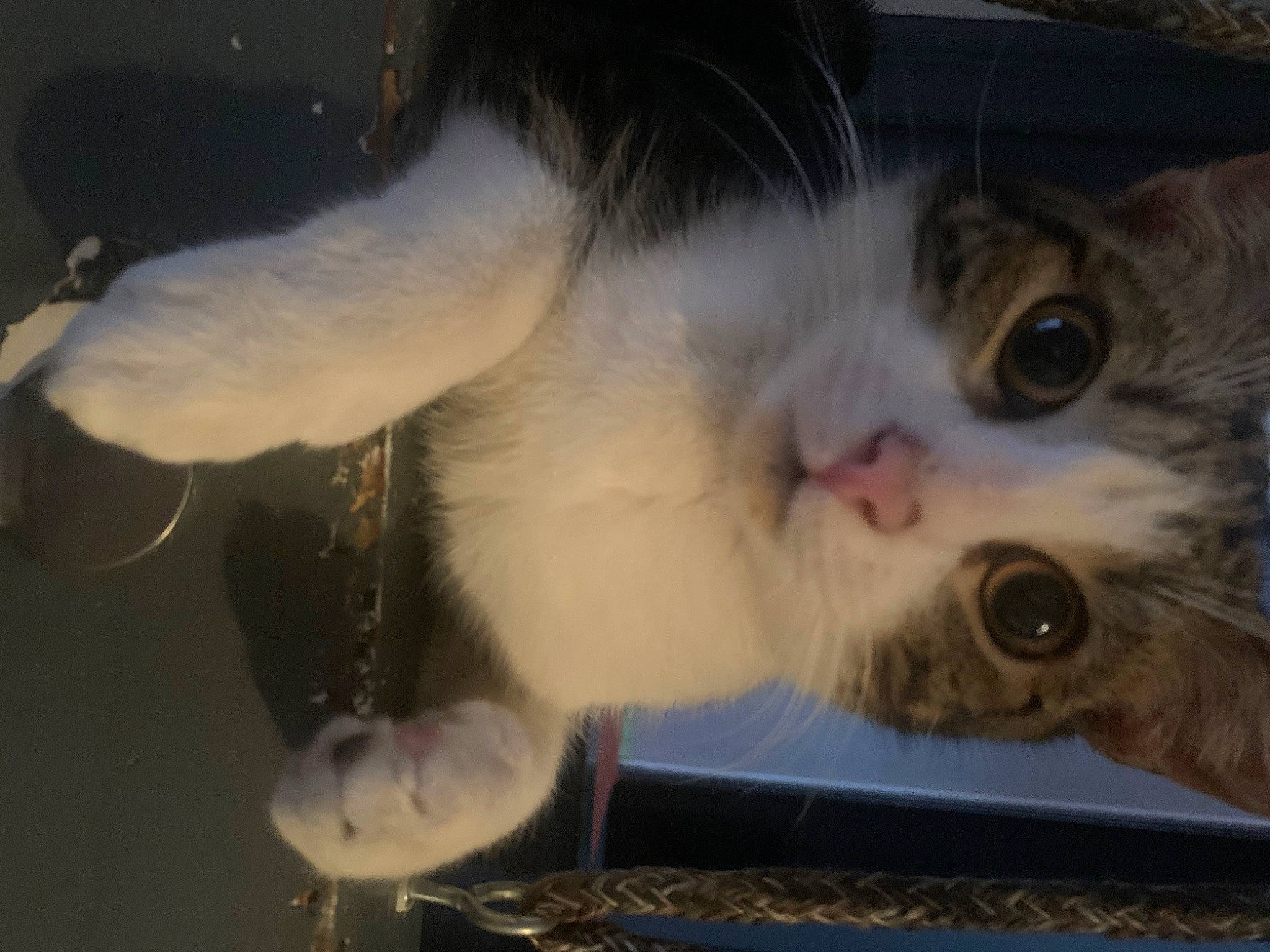 Robert participe au concours pour gagner de l'argent avec cette photo : carnivore, cat, claw, domestic_short_haired_cat, ear, eye, eyelash, felidae, fur, paw, service, small_to_medium_sized_cats, snout, tail, whiskers