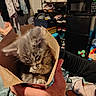 kitten, cat, cardboard_box, hand, indoor, person, clothing, furniture, shoes, microwave, room, shelf, blanket, foot, toy, cozy, small_animal, pet, cute, home