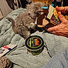 Tinkerbell is registered to the contest to win money with this photo: kitten, cat, gray_cat, curious, hands, snack_box, blanket, salsa_container, sour_cream_packet, indoor, cozy, soft_texture, furry, pet, animal, curiosity, food, resting, casual, home