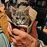 Tinkerbell is registered to the contest to win money with this photo: kitten, cat, cardboard_box, hand, fingers, person, indoor, shoes, clothing, furniture, relaxation, cute, pet, small_animal, cozy, home, sitting, furry, animal_face, domestic_animal