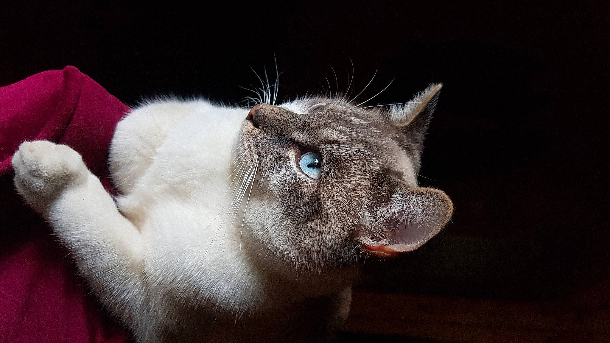 Kumo a rejoint le concours — aidez-le/la à gagner de superbes lots ! balinese, box, carnivore, cat, cat_furniture, cat_supply, chartreux, domestic_short_haired_cat, ear, fang, felidae, fur, paw, small_to_medium_sized_cats, snout, terrestrial_animal, thai, tonkinese, whiskers, window