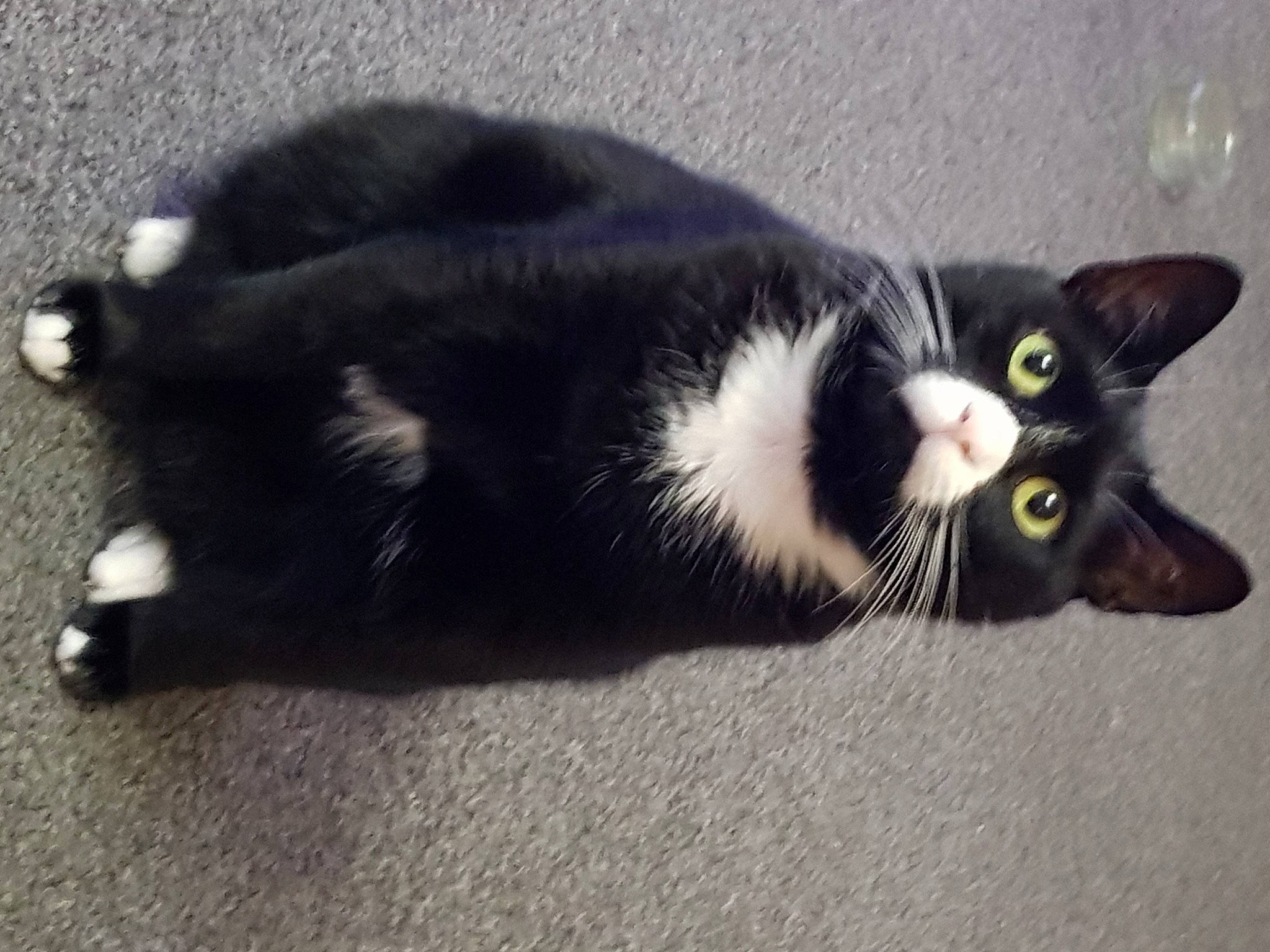 Oscar joined the competition — help win amazing prizes! black_cat, carnivore, cat, claw, domestic_short_haired_cat, felidae, foot, fur, paw, small_to_medium_sized_cats, snout, tail, terrestrial_animal, whiskers