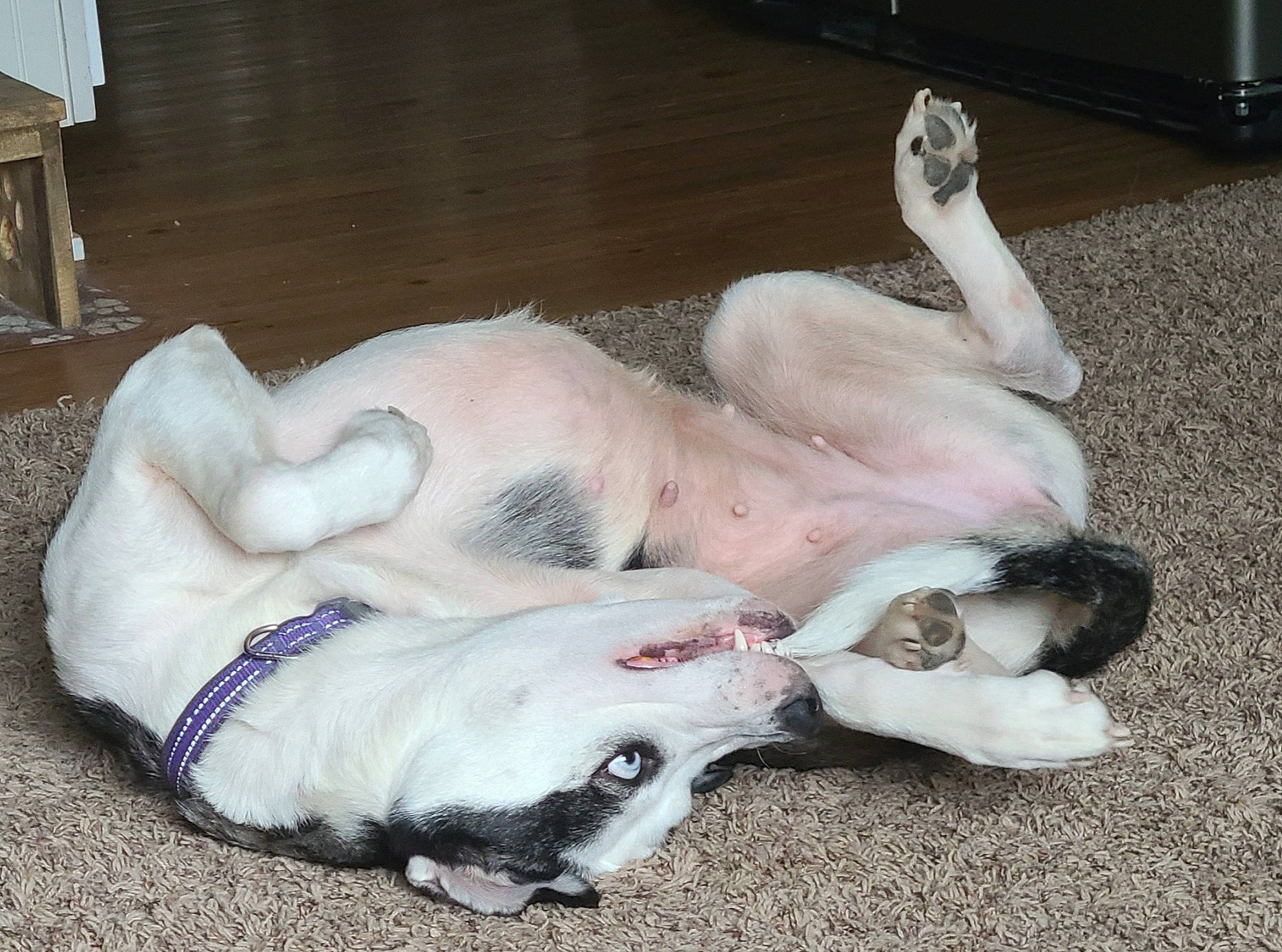 Wednesday is registered to the contest to win money with this photo: art, canidae, carnivore, comfort, companion_dog, dog, dog_breed, dog_supply, fawn, flooring, foot, fur, hardwood, nap, non_sporting_group, paw, snout, sporting_group, tail, working_animal