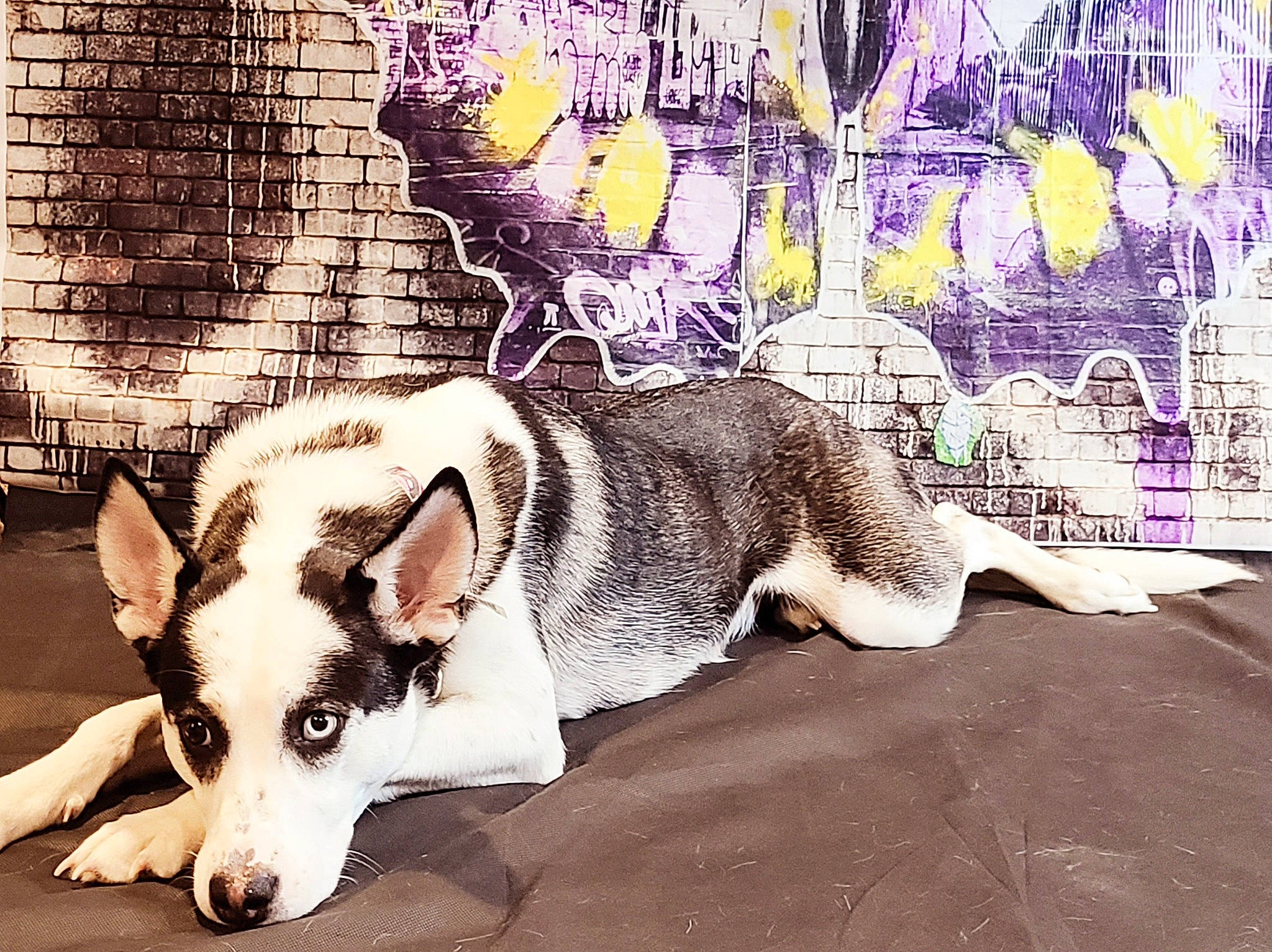 Wednesday is registered to the contest to win money with this photo: art, canidae, carnivore, companion_dog, dog, dog_breed, fawn, font, fur, jaw, painting, paw, snout, sporting_group, tail, terrestrial_animal, visual_arts, whiskers, wildlife, working_animal