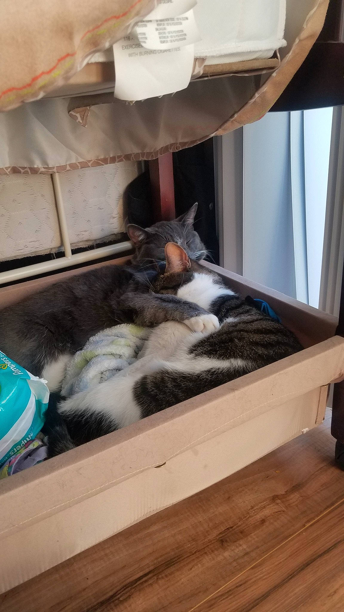 Wednesday joined the competition — help win amazing prizes! carnivore, cat, cat_bed, domestic_short_haired_cat, european_shorthair, felidae, hardwood, kitten, small_to_medium_sized_cats, whiskers