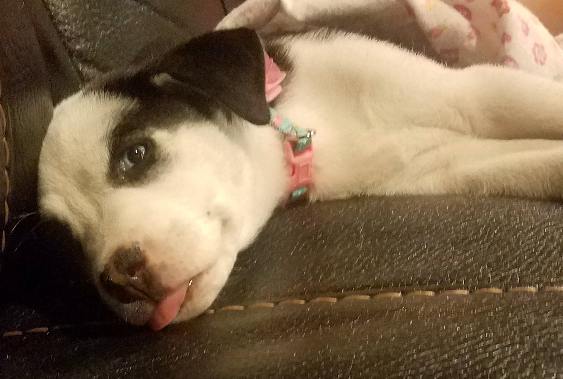 Wednesday joined the competition — help win amazing prizes! canidae, carnivore, dog, dog_breed, mammal, non_sporting_group, nose, puppy, snout, vertebrate, whiskers