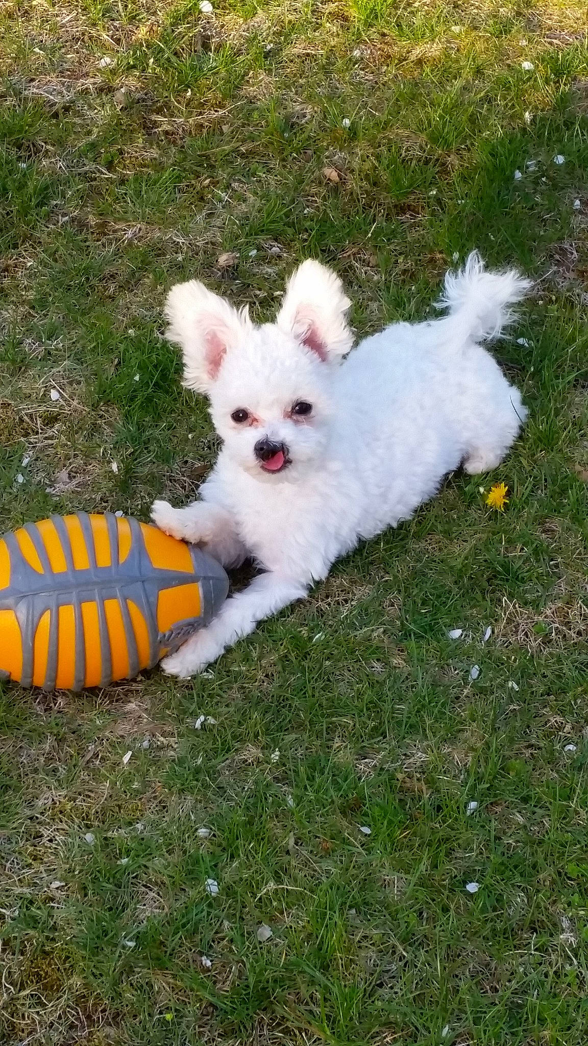 Falcor is registered to the contest to win money with this photo: bichon, canidae, carnivore, companion_dog, coton_de_tulear, dog, dog_breed, grass, japanese_spitz, kintamani, maltese, mammal, non_sporting_group, person, pomeranian, puppy, spitz, toy_dog, vertebrate, volpino_italiano