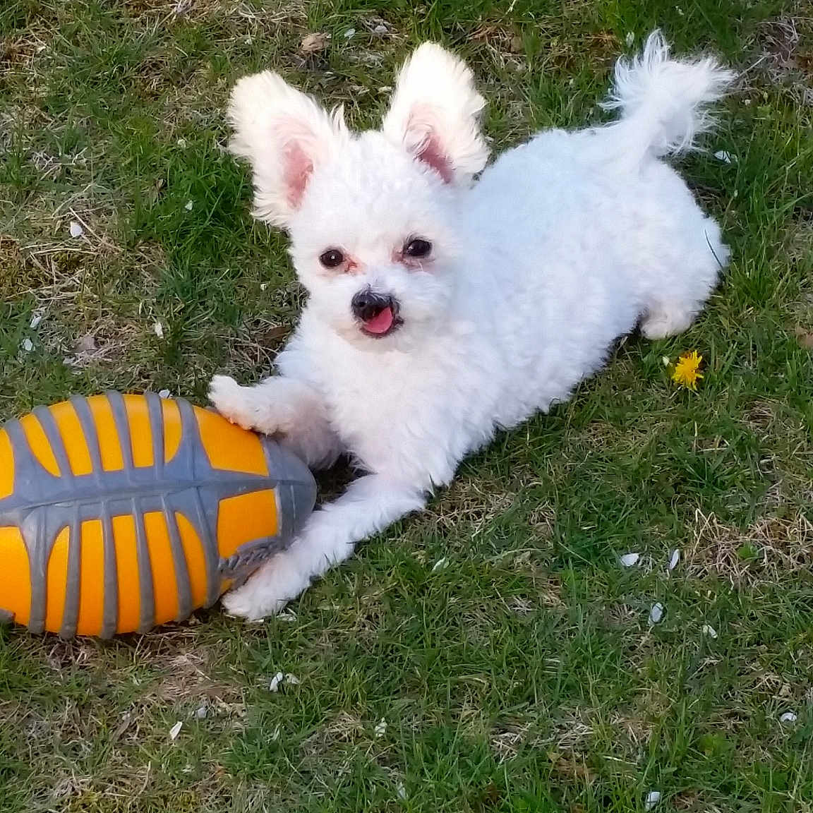 Falcor is registered to the contest to win money with this photo: bichon, canidae, carnivore, companion_dog, coton_de_tulear, dog, dog_breed, grass, japanese_spitz, kintamani, maltese, mammal, non_sporting_group, person, pomeranian, puppy, spitz, toy_dog, vertebrate, volpino_italiano