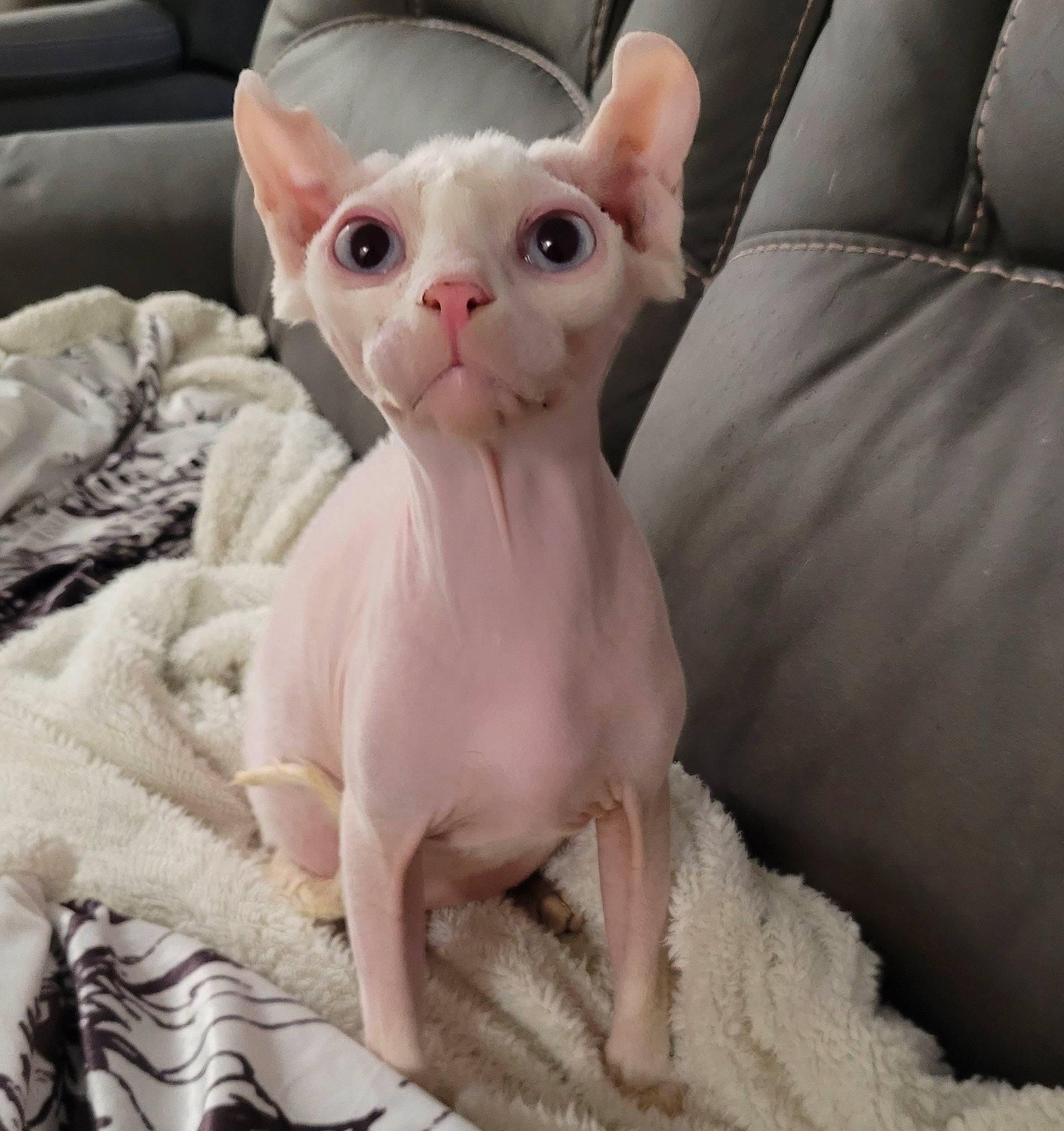 Xander joined the competition — help win amazing prizes! carnivore, cat, claw, comfort, domestic_short_haired_cat, fawn, felidae, fur, paw, pet_supply, small_to_medium_sized_cats, tail, terrestrial_animal, whiskers