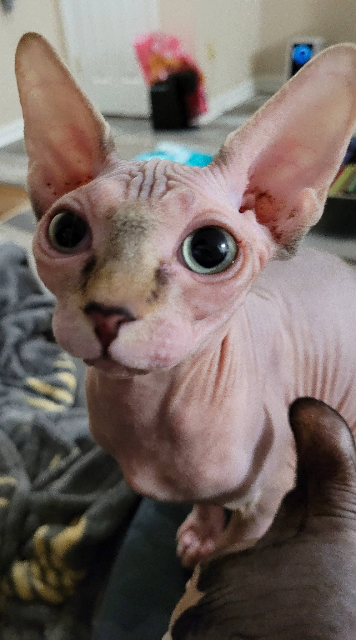 Jade is registered to the contest to win money with this photo: artifact, close_up, dog_breed, donskoy, ear, fawn, felidae, fictional_character, fur, mammal, natural_material, peterbald, pink, snout, terrestrial_animal, toy, vertebrate, whiskers, working_animal, wrinkle