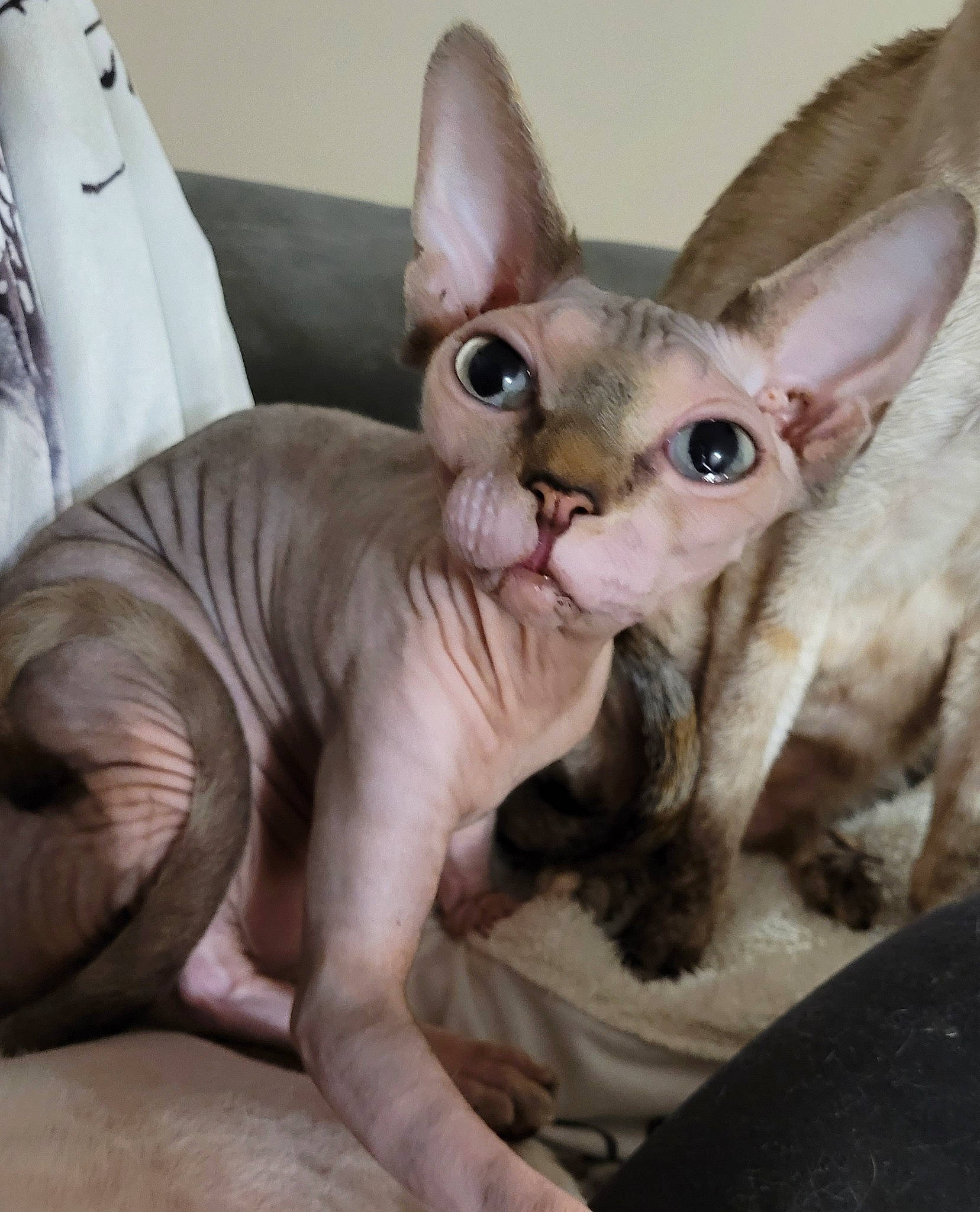 Jade is registered to the contest to win money with this photo: carnivore, cat, comfort, devon_rex, donskoy, fawn, felidae, fur, paw, rex_cat, small_to_medium_sized_cats, snout, sphynx, tail, terrestrial_animal, whiskers