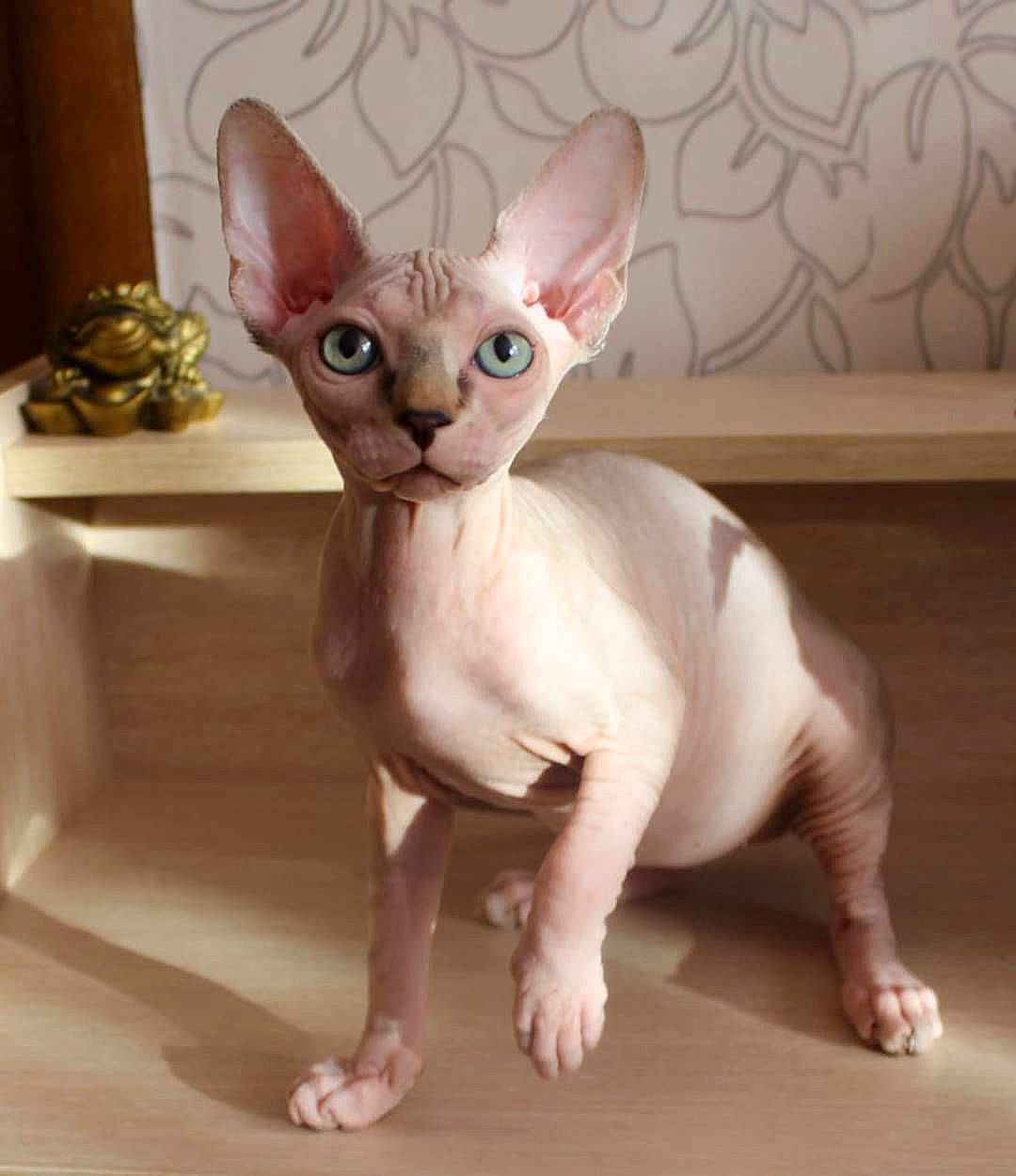 Jade is registered to the contest to win money with this photo: animal_figure, carnivore, collectable, companion_dog, creative_arts, ear, eye, fashion_accessory, fawn, felidae, fictional_character, fur, neck, paw, snout, tail, terrestrial_animal, toy, whiskers, wood