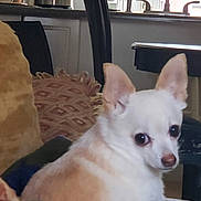 Jake joined the competition — help win amazing prizes! blanket, chair, chihuahua, couch, cozy, dog, domestic, faucet, furniture, home, indoor, kitchen, looking_back, pet, pot, sink, small_dog, tan_dog, white_dog, window