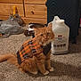 cat, orange_cat, sweater, carpet, indoor, furniture, dresser, luggage, cat_litter, container, pet, animal, fur, cute, looking, sitting, cozy, home, curious, clothing