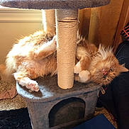 Milo joined the competition — help win amazing prizes! animal, carpet, cat, cat_tree, cozy, curious, curtain, feline, fluffy, fur, home, indoor, orange_cat, paws, pet, playful, relaxed, scratching_post, whiskers, window