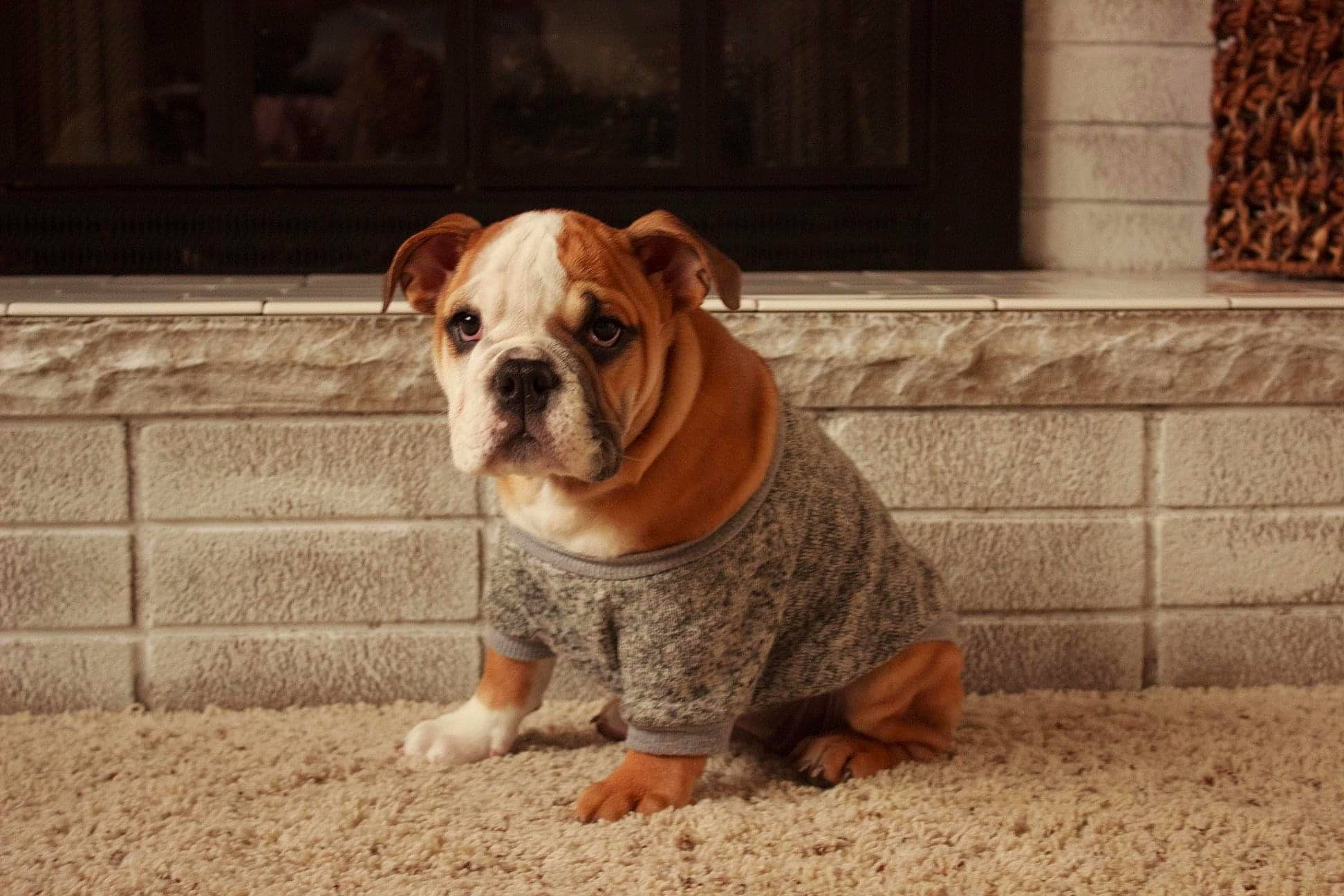 Gertie joined the competition — help win amazing prizes! american_bulldog, australian_bulldog, british_bulldogs, bulldog, canidae, carnivore, companion_dog, dog, dog_breed, fawn, mammal, non_sporting_group, old_english_bulldog, olde_english_bulldogge, renascence_bulldogge, snout, toy_bulldog, valley_bulldog, vertebrate, white_english_bulldog