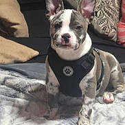 Grayson is registered to the contest to win money with this photo: dog, puppy, french_bulldog, pet, indoor, blanket, cushion, harness, sitting, cute, animal, fur, ears, paw, face, canine, domestic_animal, resting, young_dog, cozy