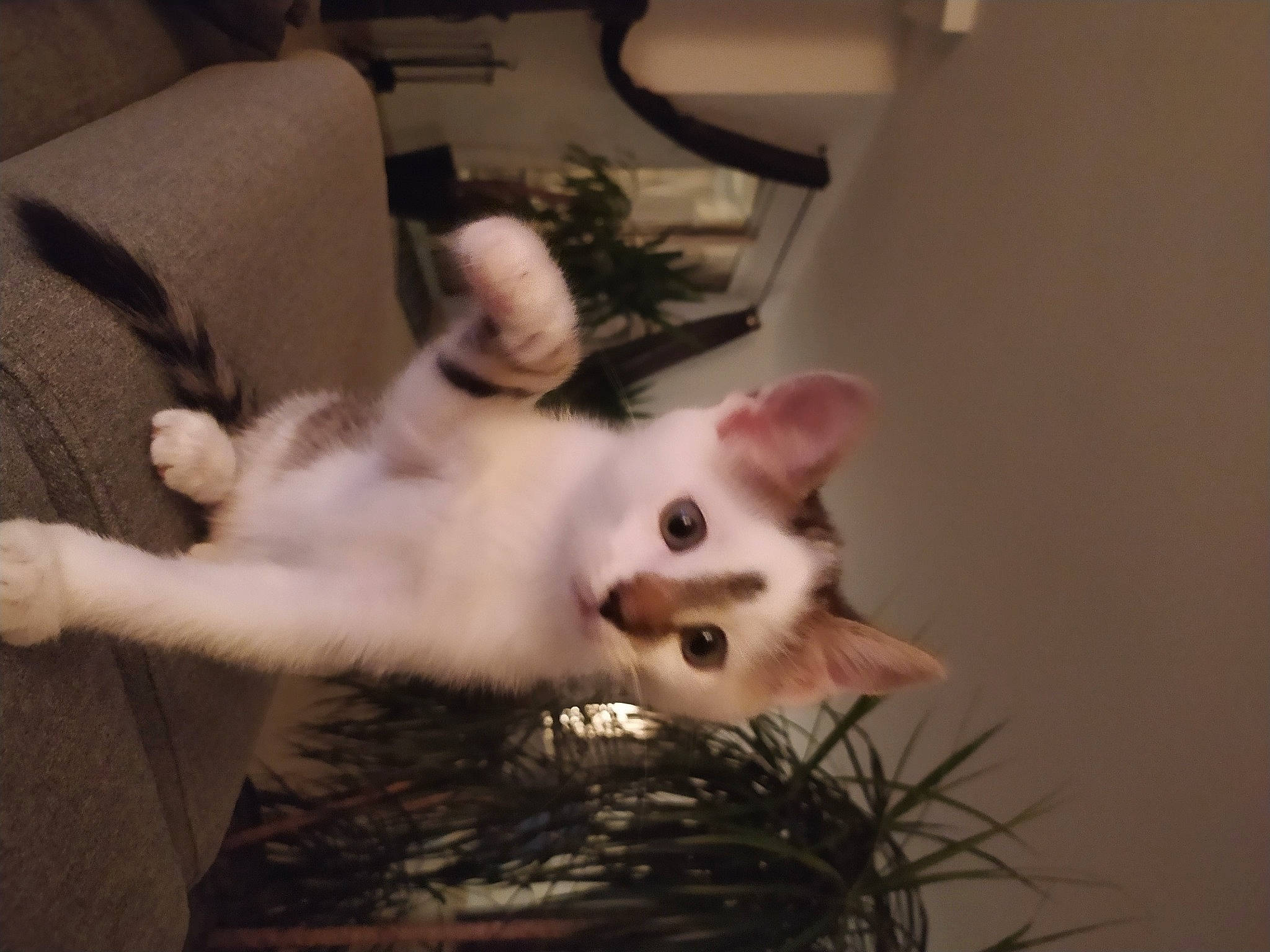 Haribo participe au concours pour gagner de l'argent avec cette photo : carnivore, cat, claw, comfort, couch, domestic_short_haired_cat, fawn, felidae, flooring, fur, hardwood, mammal, paw, plant, small_to_medium_sized_cats, tail, whiskers, wood