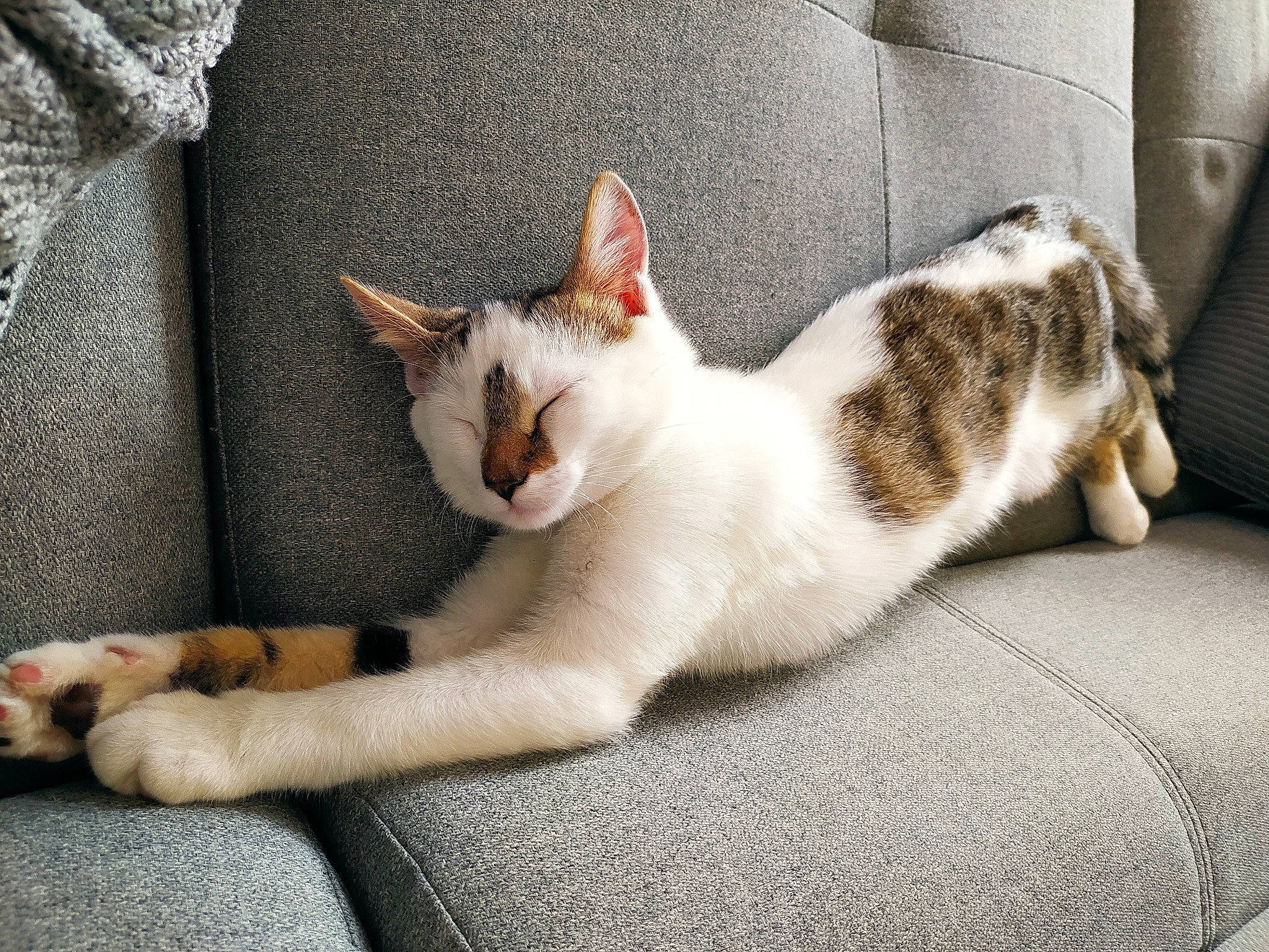 Haribo participe au concours pour gagner de l'argent avec cette photo : carnivore, cat, comfort, domestic_short_haired_cat, fawn, felidae, fur, grey, nap, paw, small_to_medium_sized_cats, tail, whiskers