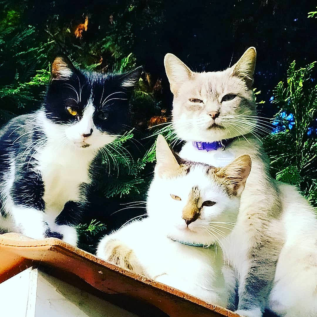 Haribo participe au concours pour gagner de l'argent avec cette photo : art, carnivore, cat, domestic_short_haired_cat, felidae, fur, grass, line, mammal, paw, photo_caption, plant, rectangle, small_to_medium_sized_cats, snout, square, tail, tree, vertebrate, whiskers