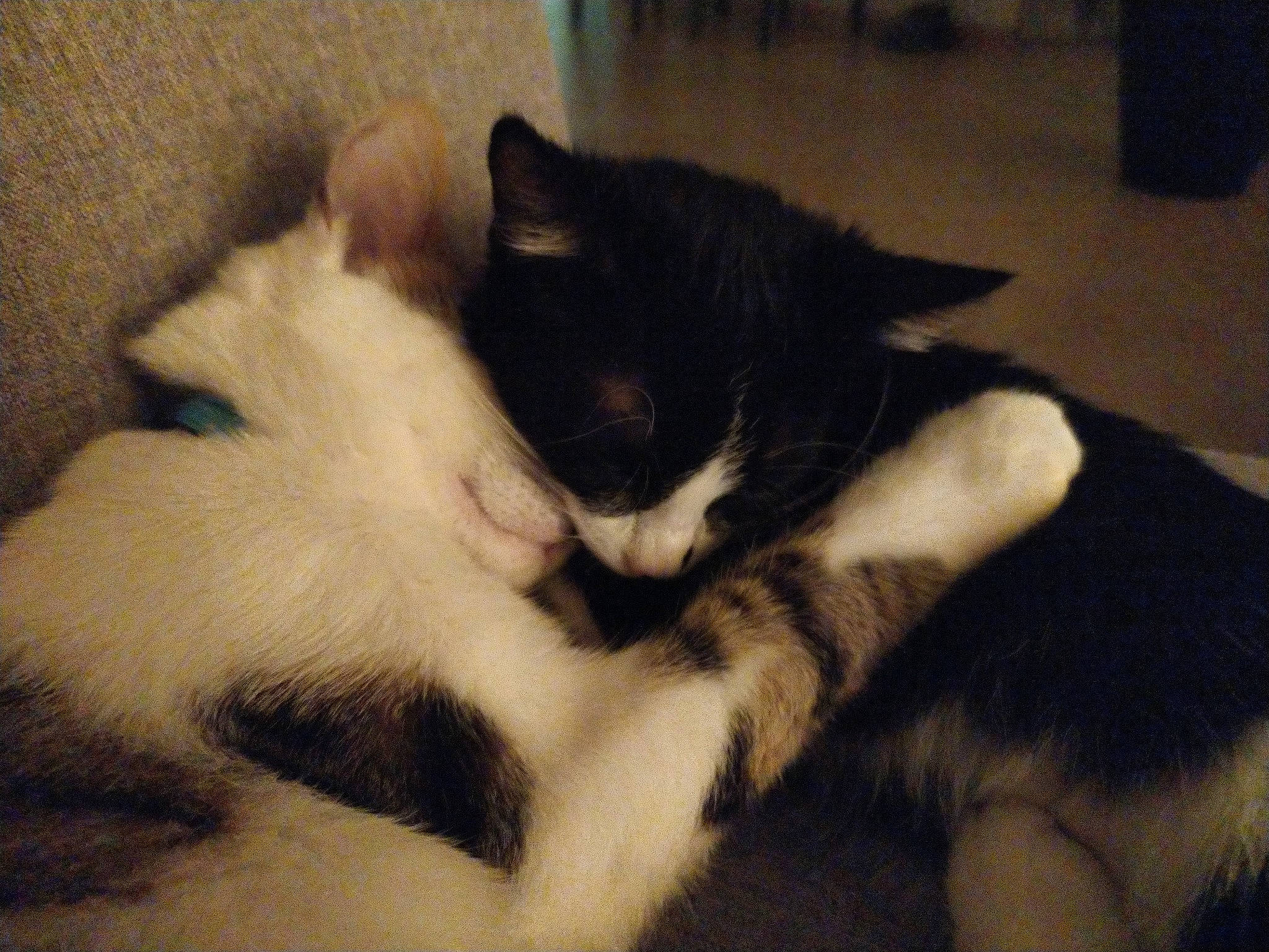 Haribo a rejoint le concours — aidez-le/la à gagner de superbes lots ! carnivore, cat, claw, comfort, domestic_short_haired_cat, ear, felidae, flooring, fur, grey, nap, paw, sleep, small_to_medium_sized_cats, tail, whiskers