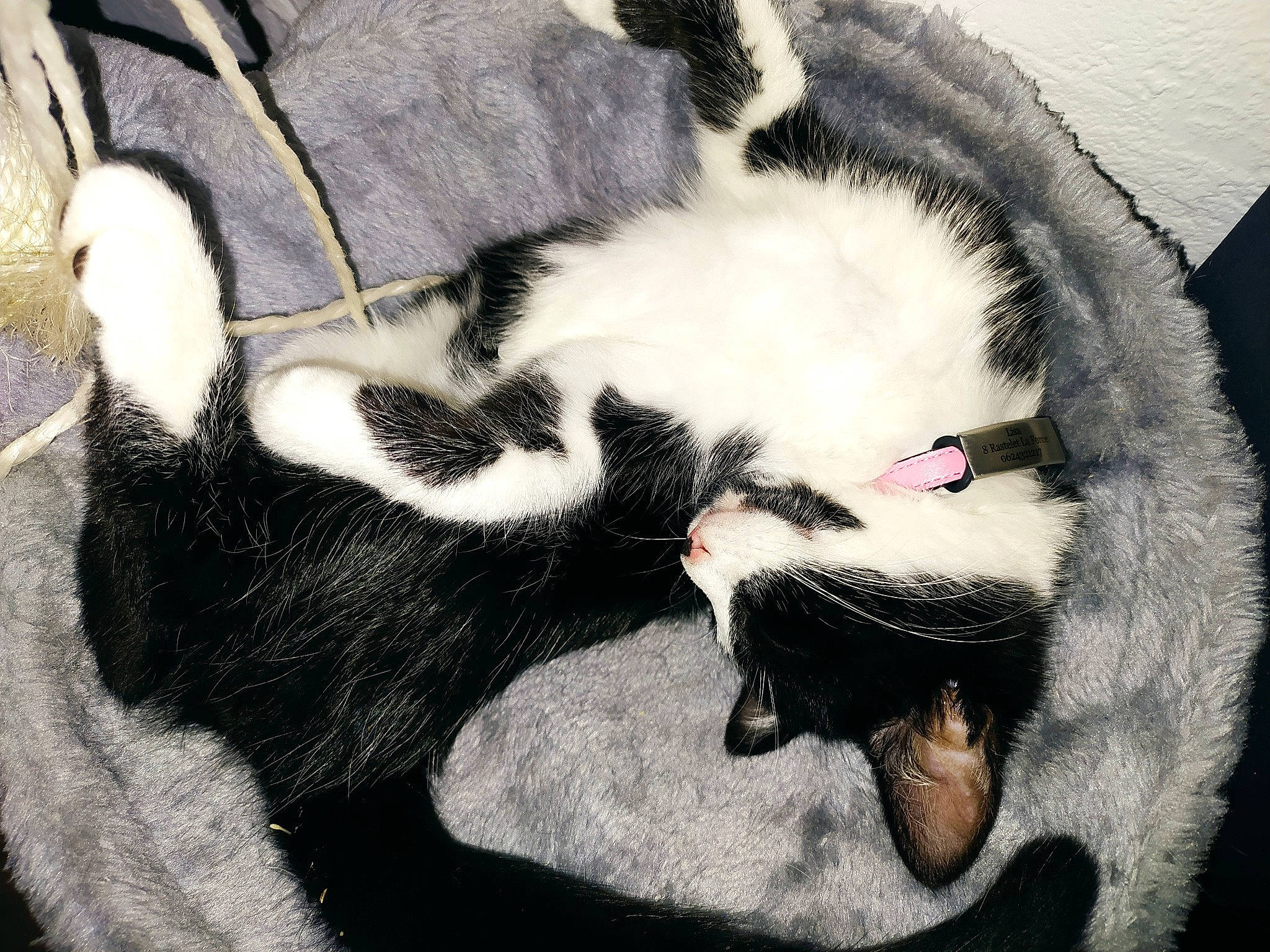 Lisa participe au concours pour gagner de l'argent avec cette photo : canidae, carnivore, cat, claw, comfort, companion_dog, dog_breed, domestic_short_haired_cat, eye, eyelash, fang, felidae, fur, mammal, paw, small_to_medium_sized_cats, snout, tail, vertebrate, whiskers