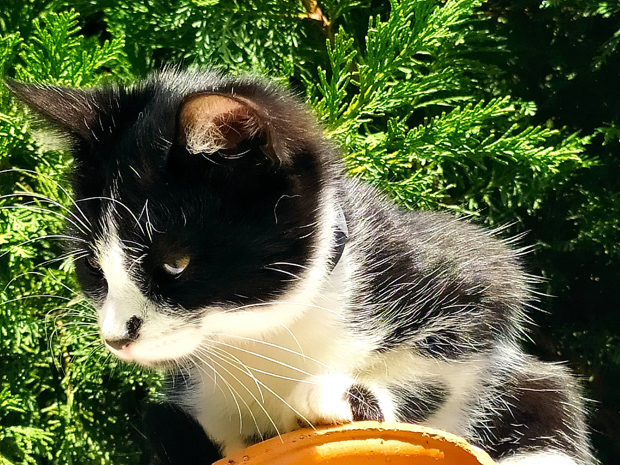 Lisa participe au concours pour gagner de l'argent avec cette photo : art, carnivore, cat, cat_furniture, domestic_short_haired_cat, fawn, felidae, fur, grass, groundcover, herb, paw, plant, shrub, small_to_medium_sized_cats, snout, tail, terrestrial_animal, tree, whiskers