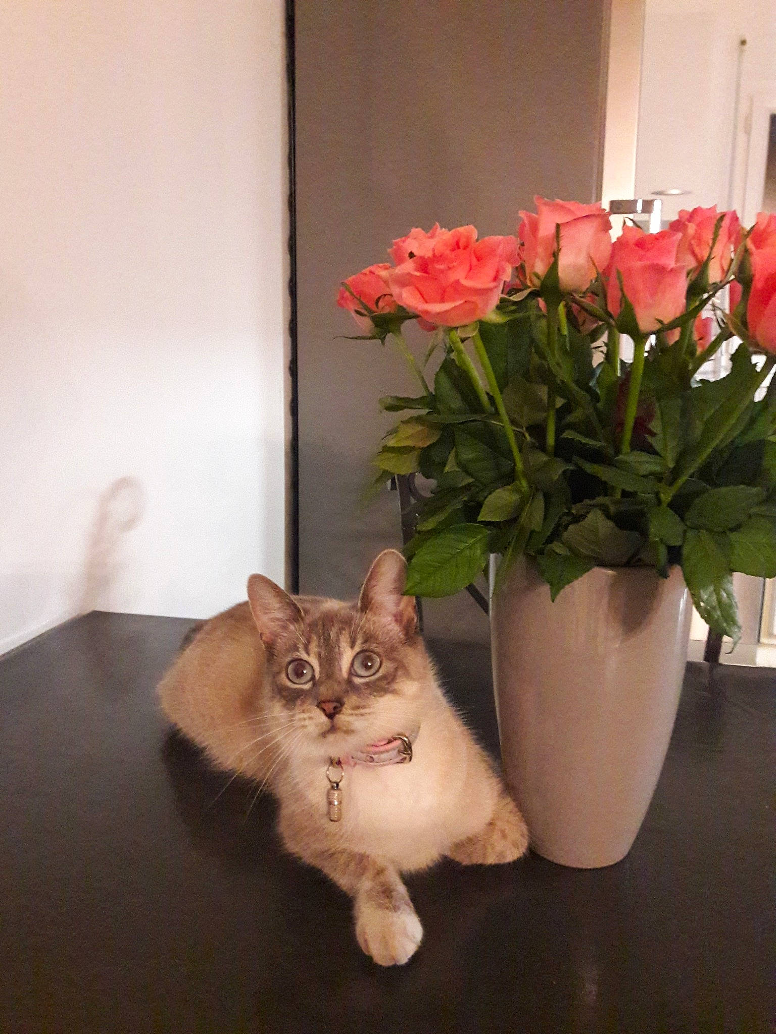 Liz a rejoint le concours — aidez-le/la à gagner de superbes lots ! artificial_flower, carnivore, cat, cyclamen, felidae, flower, flowerpot, fur, herbaceous_plant, kitten, norwegian_forest_cat, plant, ragamuffin, room, rose, rose_family, rose_order, small_to_medium_sized_cats, vase, whiskers